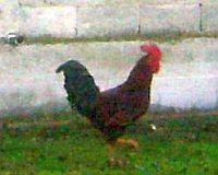 gallo_px200