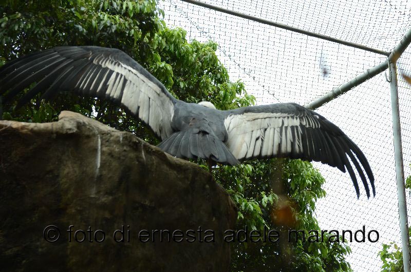 image667 copia