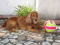 argocon palla.jpg