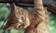 gatto.jpg
