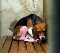 cagnolino-prigioniero
