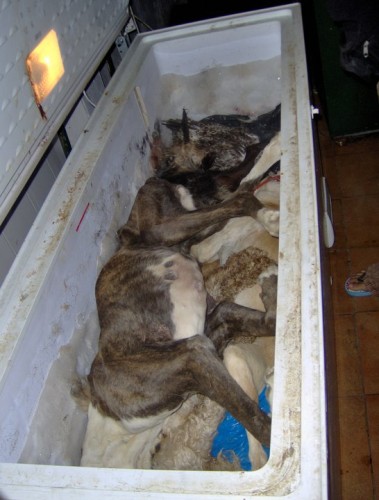 cani-congelatore-morti
