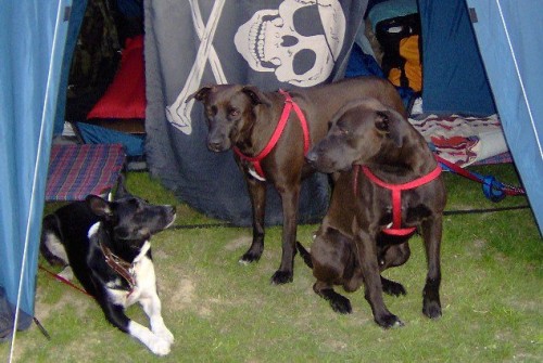 cani-di-simone-uccisi