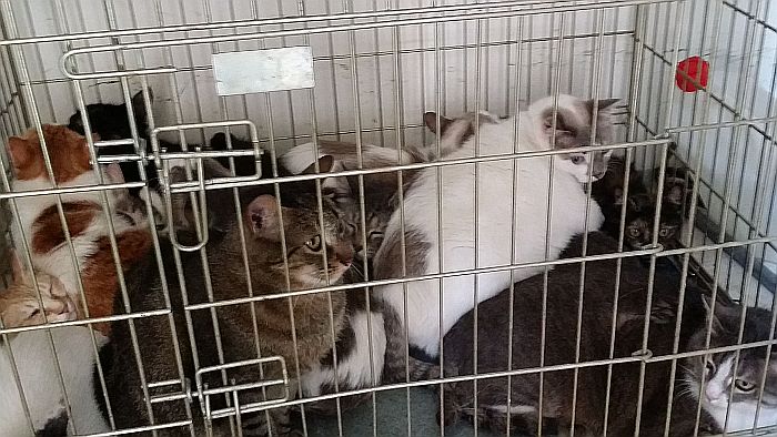 gatti deportati 1 rid 700px