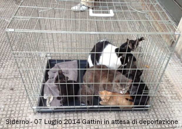 siderno gattini ammassati in gabbia 07 7 2014